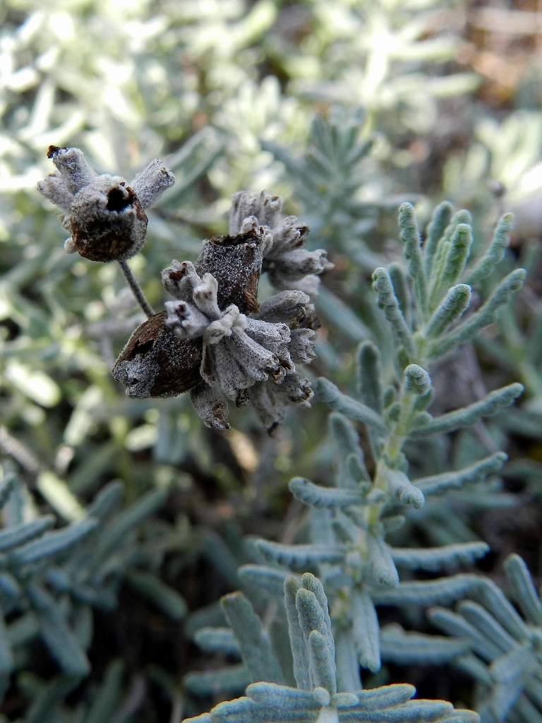 Teucrium capitatum